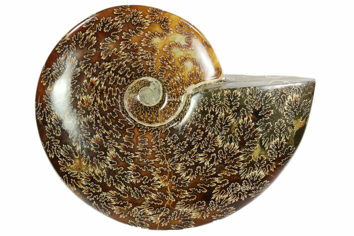 Polished, Agatized Ammonite (Cleoniceras) - Madagascar #102610